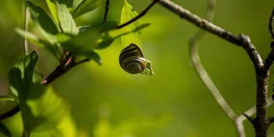 snail-pic