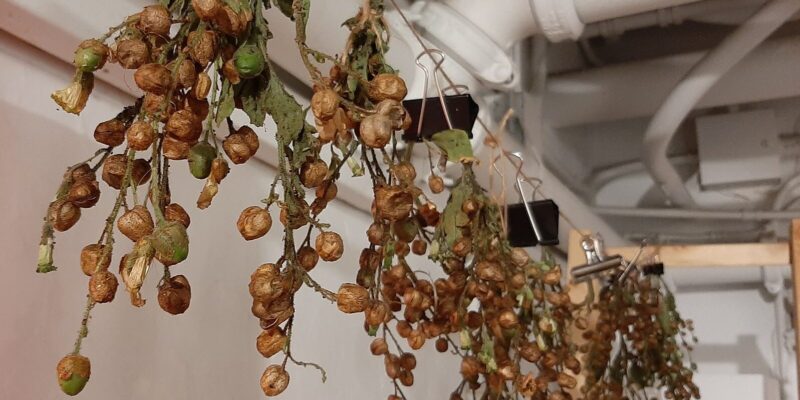 tobacco from the garden drying